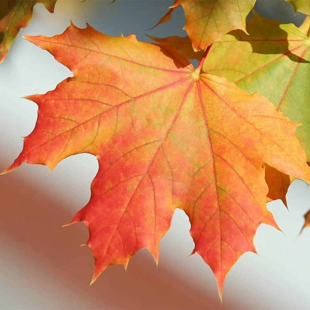 Sugar Maple Tree - 20 Seeds - Acer Saccharum, Colorful and Easy to Grow Fast-Growing