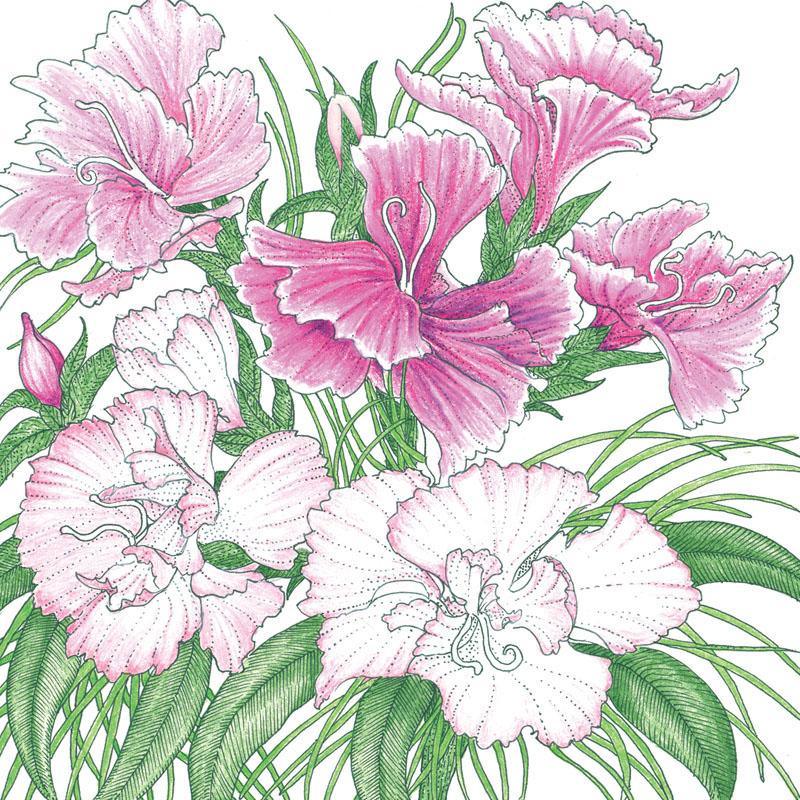 Sweet William (1/4 lb)