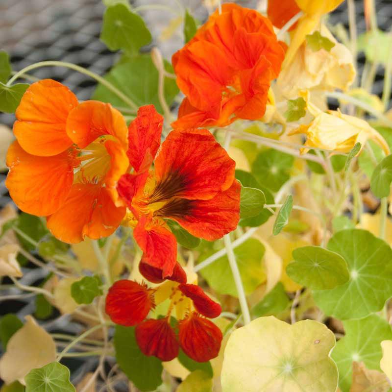 Nasturtium, Dwarf Jewel Mix (1/4 lb)