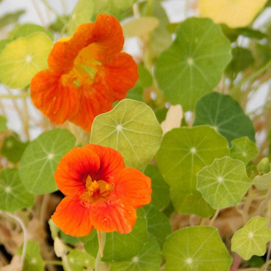 Nasturtium, Dwarf Jewel Mix (1/4 lb)