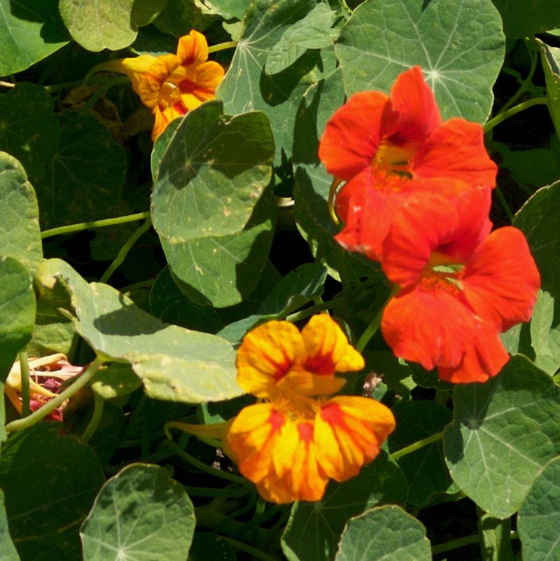 Nasturtium, Dwarf Jewel Mix (pack)
