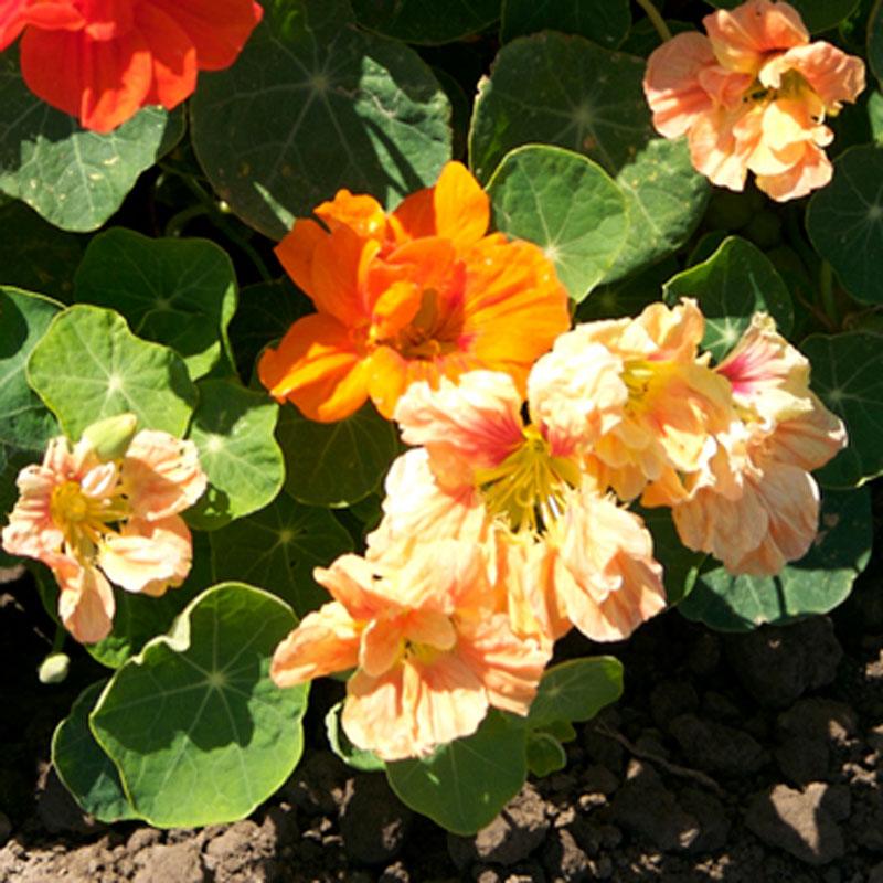 Nasturtium, Dwarf Jewel Mix (pack)