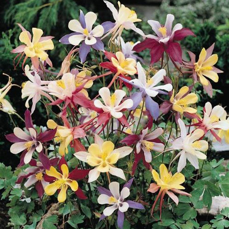 Columbine, "McKana's Giant Mix" (pack)
