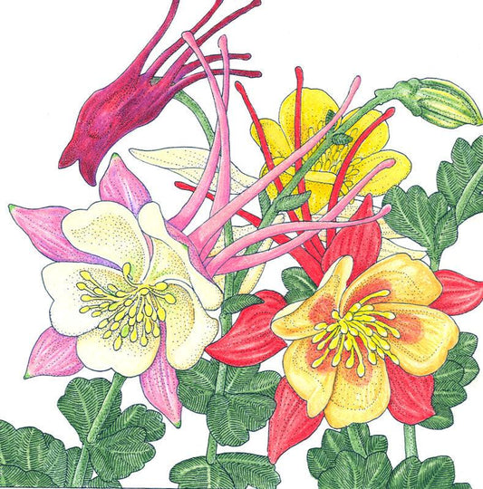 Columbine, "McKana's Giant Mix" (pack)