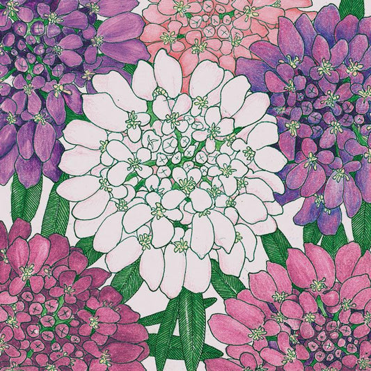 Candytuft, Dwarf (1/4 lb)