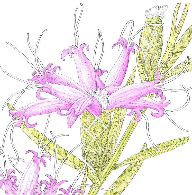 Dense Blazing Star (pack)