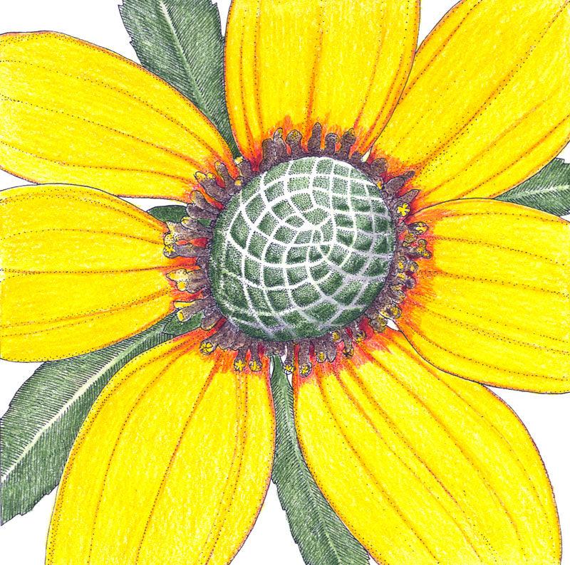 Coneflower, Clasping (pack)