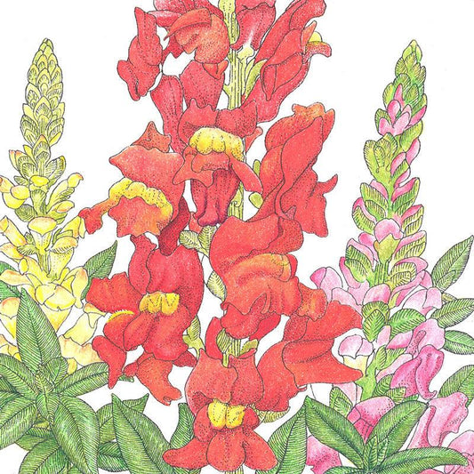 Snapdragon, Spurred (1/4 lb)