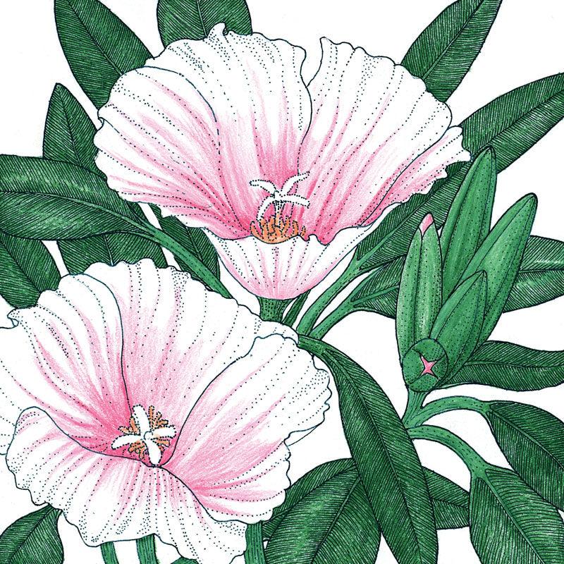 Godetia, Semi-Tall Single Mix (pack)