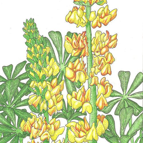 Lupine, Yellow (pack)