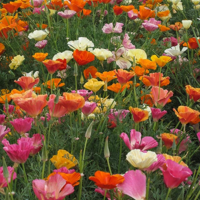 Mission Bells California Poppy Flower Seeds
