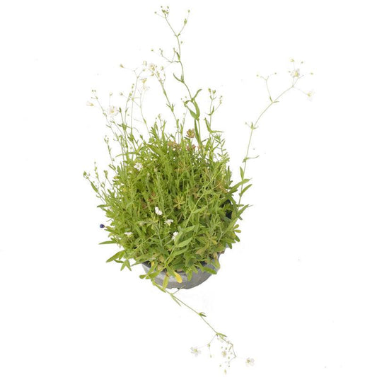 Low Growing Wildflower Mix (1/4 lb)