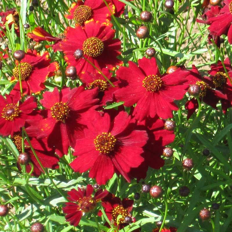 Coreopsis, Dwarf Plains Red (pack)