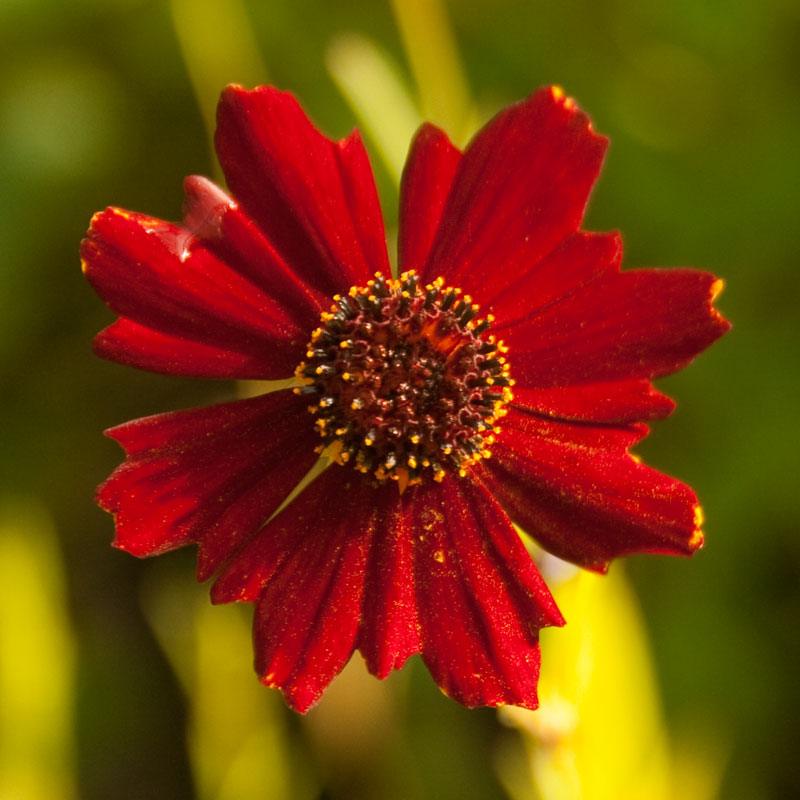 Coreopsis, Dwarf Plains Red (pack)