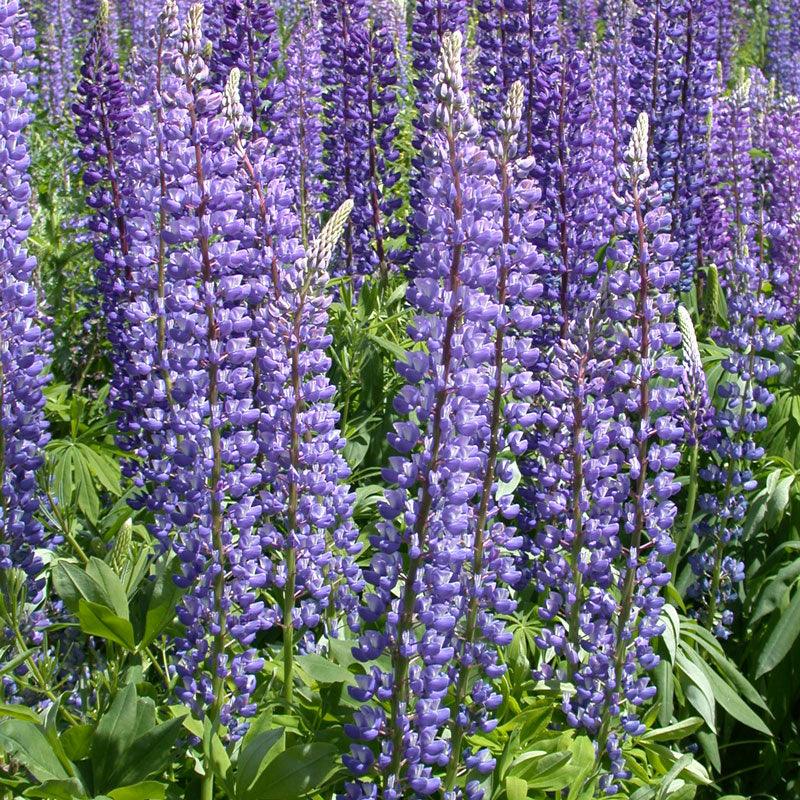 Lupine, Perennial (pack)