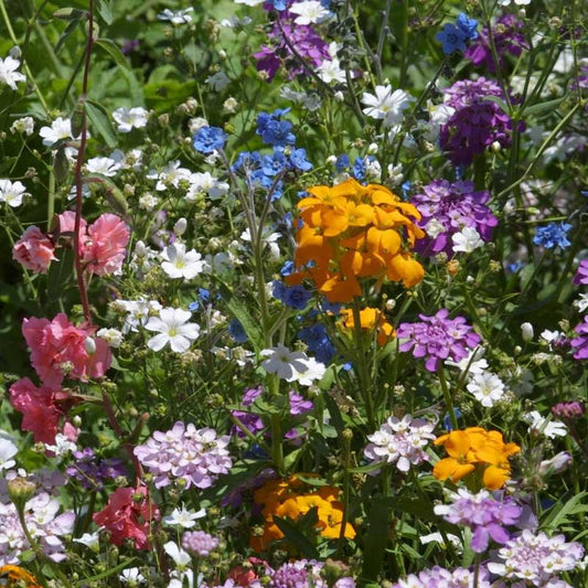 North American Shade Wildflower Mix (1/4 lb)