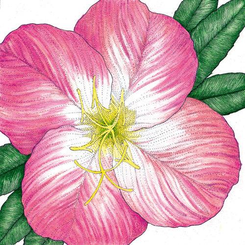 Evening Primrose, Showy (pack)