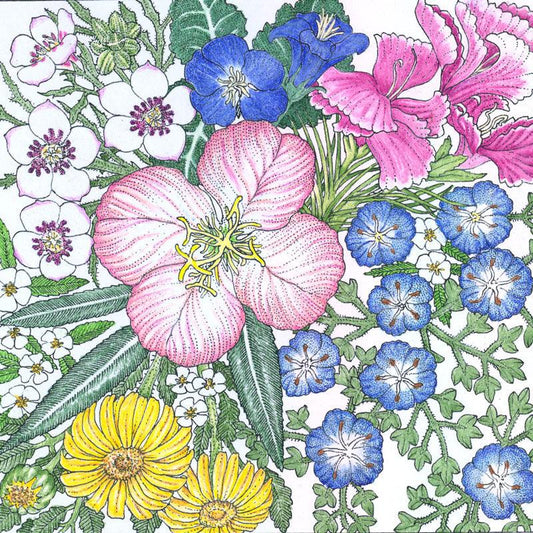 Regional Southwest Native Wildflower Mix (pack)