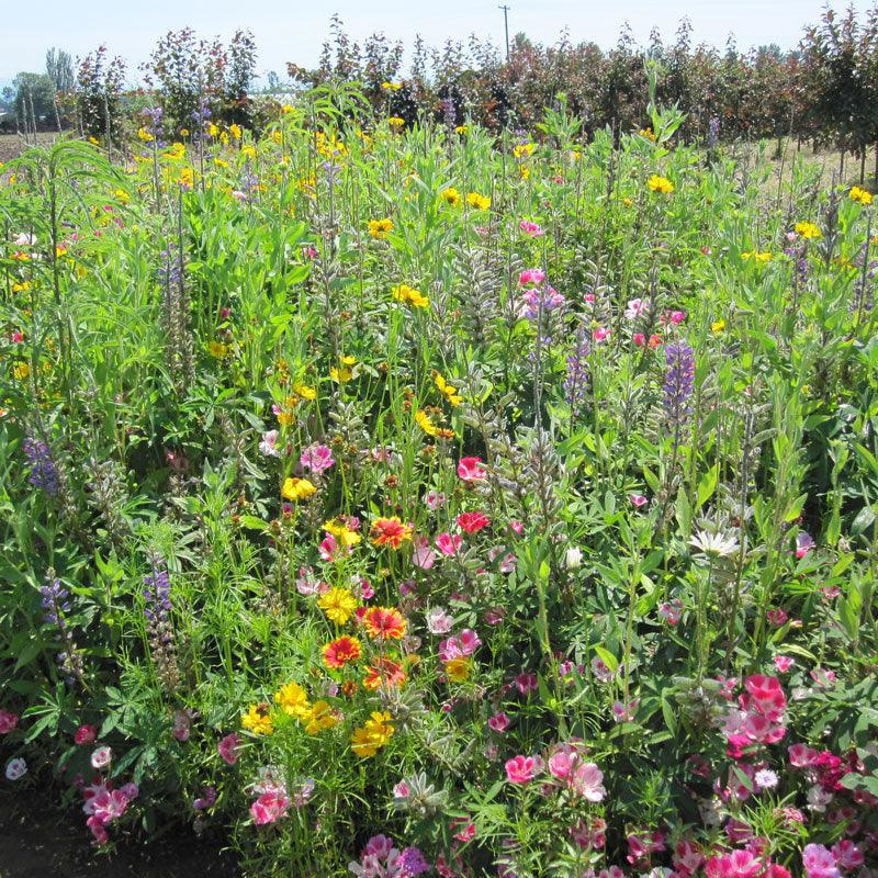Clay Soil Loving Native Wildflower Mix (pack)