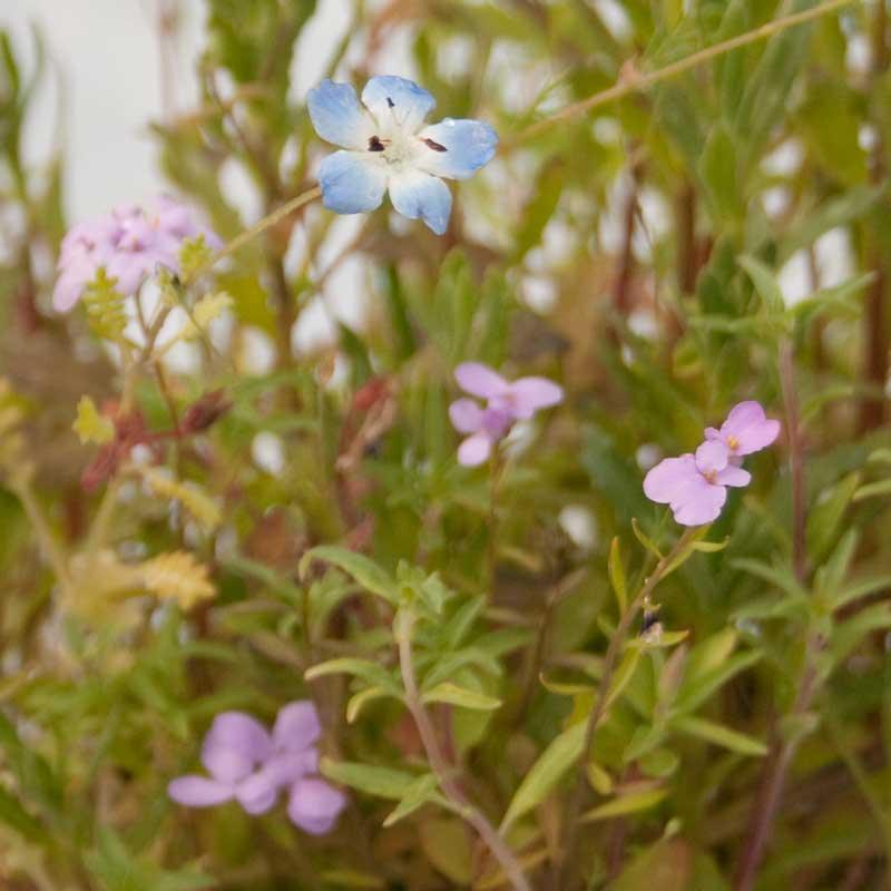 California Low-Growing Wildflower Mix (pack)