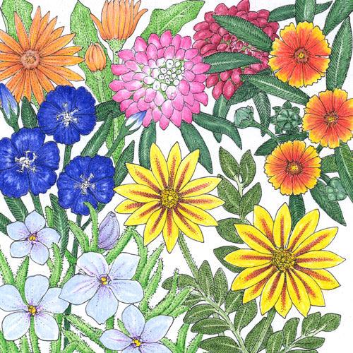 California Low-Growing Wildflower Mix (pack)