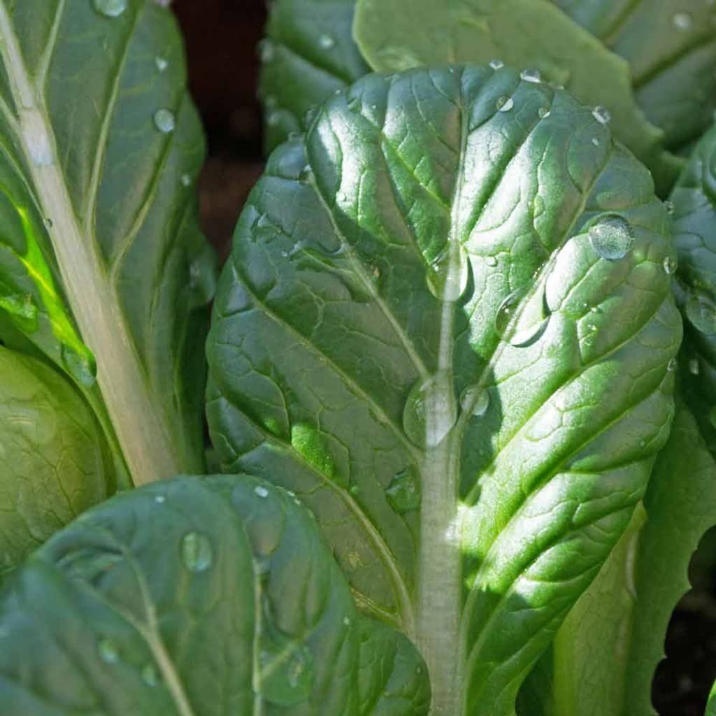 Tatsoi Mustard - 500 Seeds - Heirloom Non GMO Garden Vegetable Bulk