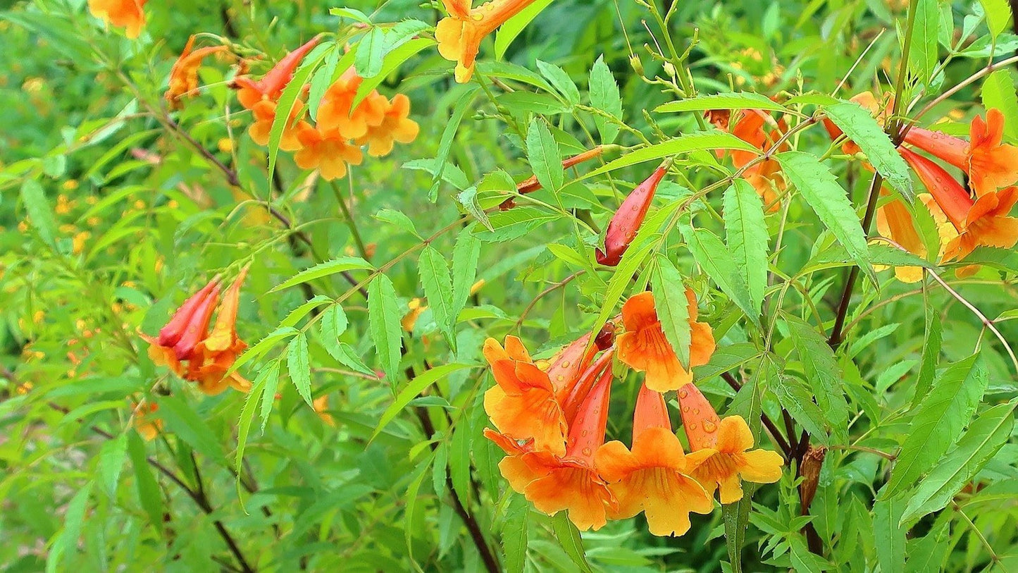 Tecoma X Orange Jubilee 'Tecoma Alata' Seeds - Flaming Bells, Orange Trumpet, Esperanza