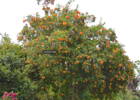 Tecoma X Orange Jubilee 'Tecoma Alata' Seeds - Flaming Bells, Orange Trumpet, Esperanza