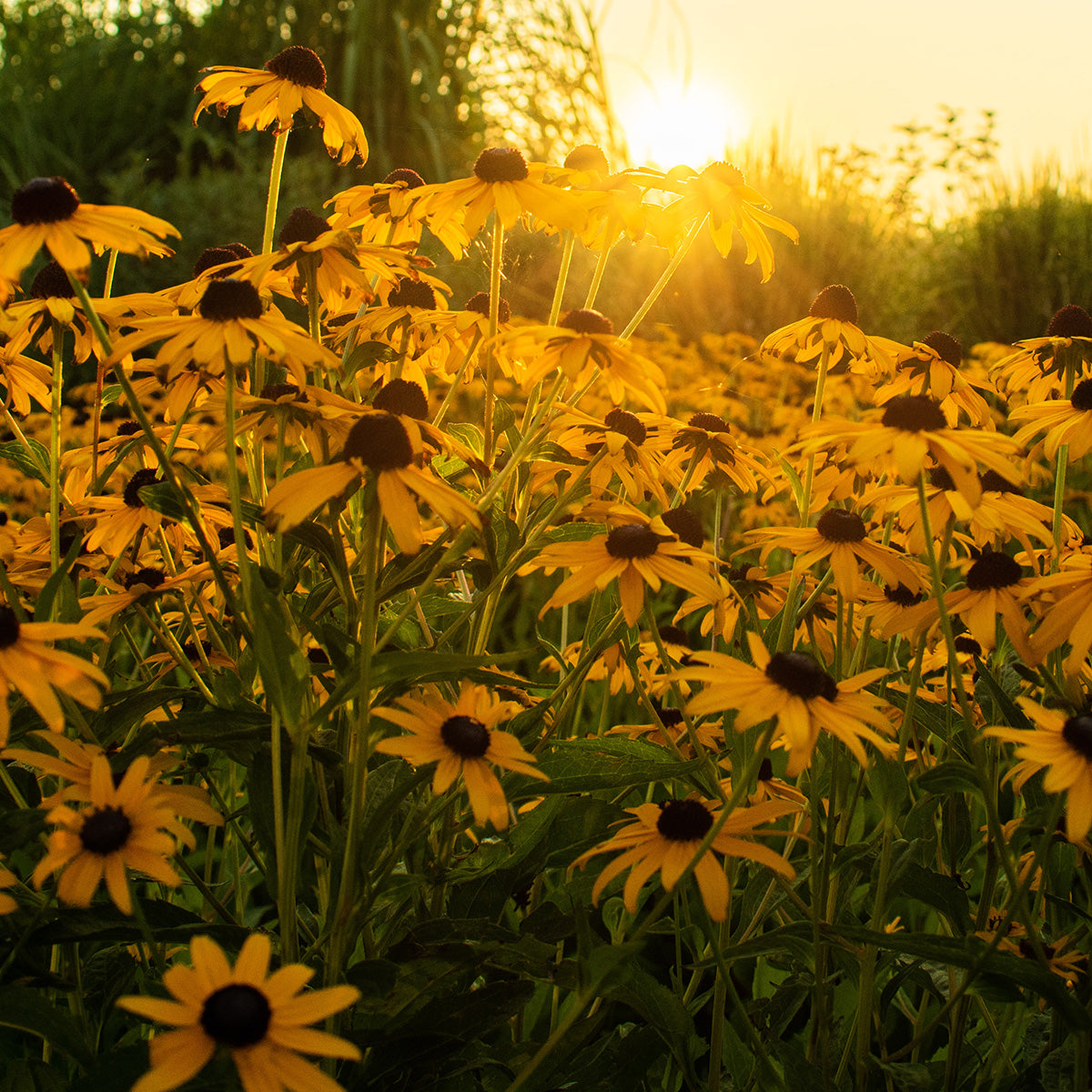The Old Farmer's Almanac Rudbeckia Black Eyed Susan Seeds
