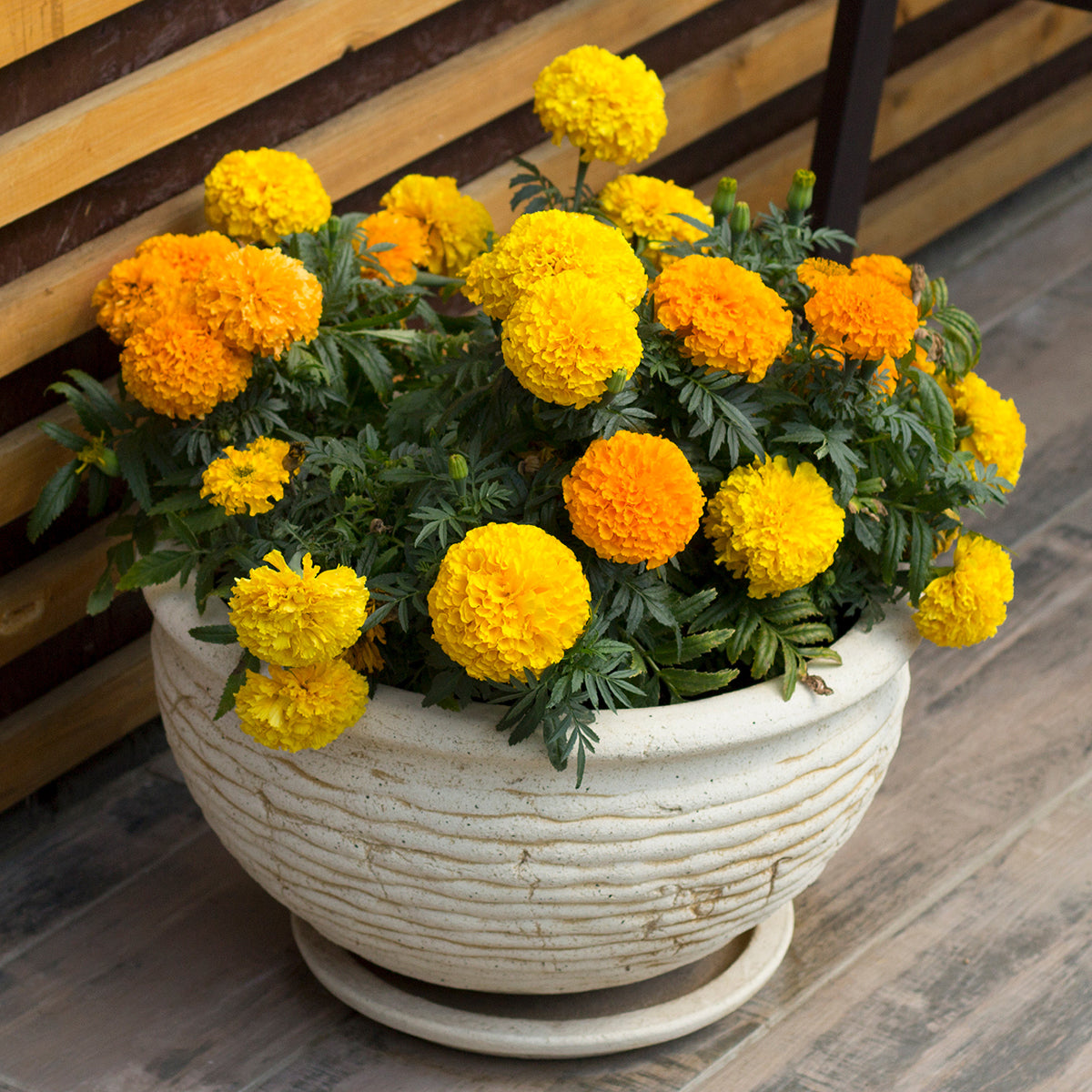 The Old Farmer's Almanac Crackerjack Mix Marigold Seeds