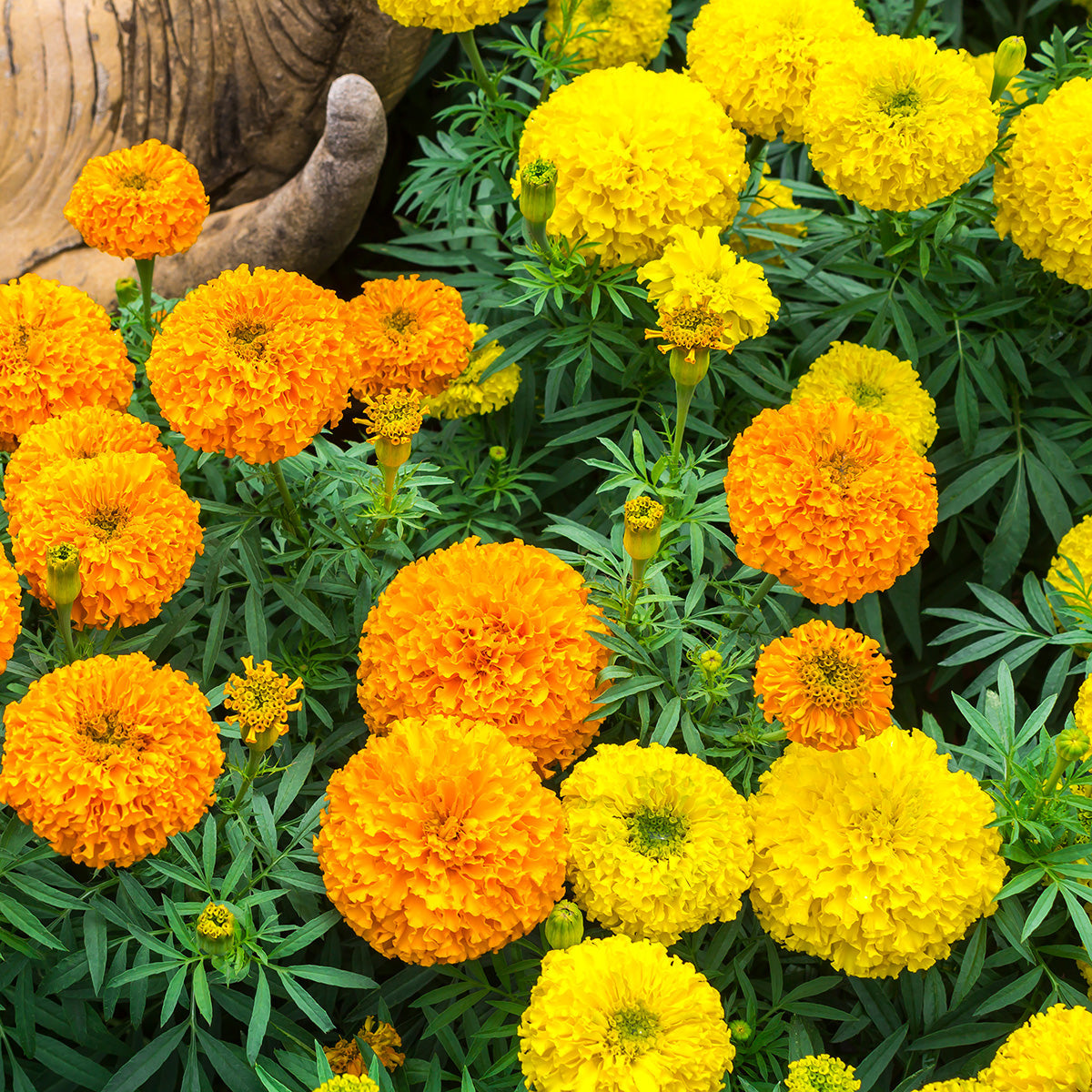 The Old Farmer's Almanac Crackerjack Mix Marigold Seeds