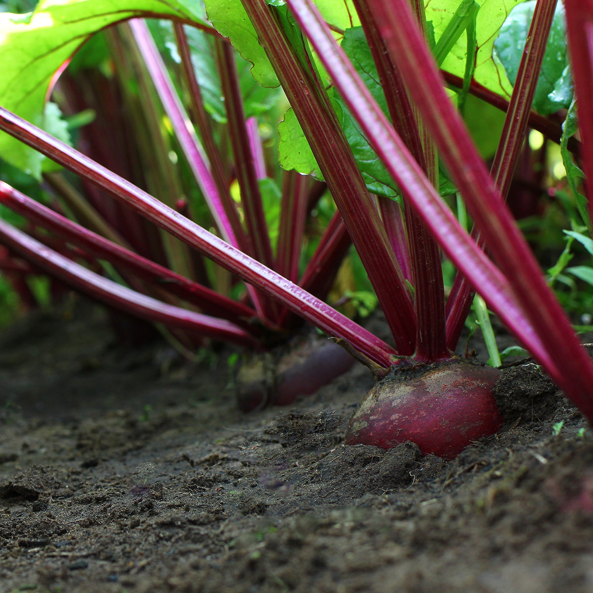 The Old Farmer's Almanac Heirloom Detroit Dark Red Beet Seeds
