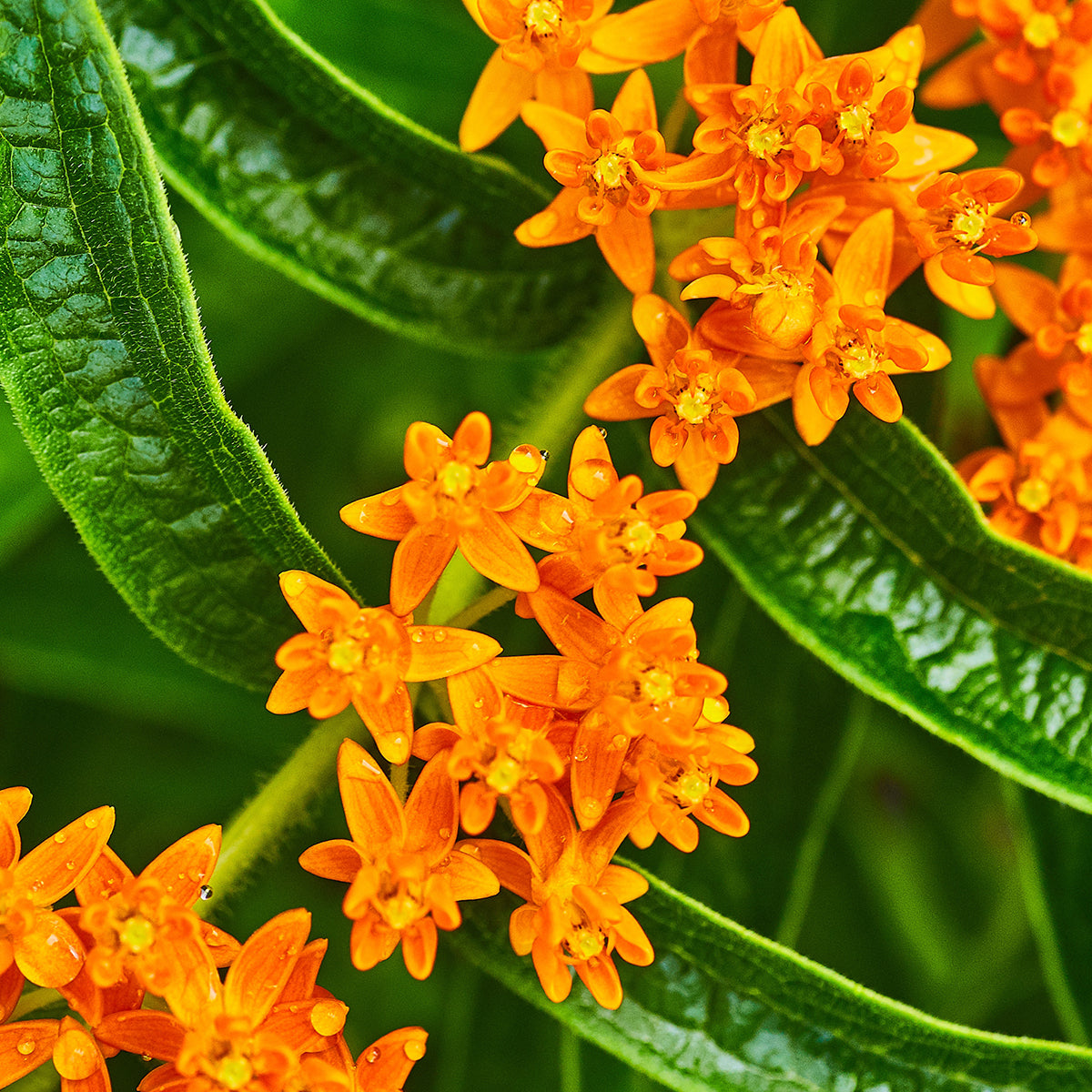 The Old Farmer's Almanac Butterfly Milkweed Seeds