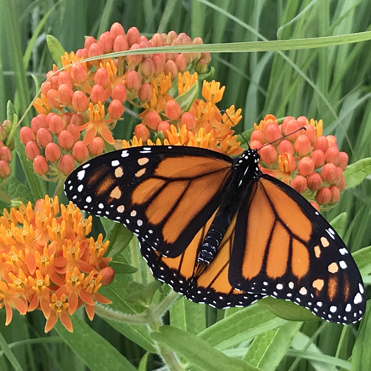 The Old Farmer's Almanac Butterfly Milkweed Seeds