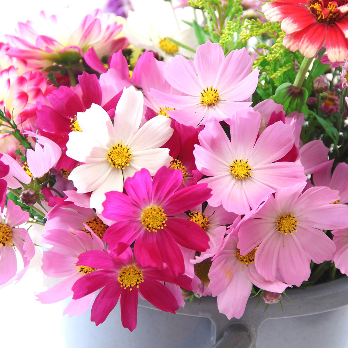 The Old Farmer's Almanac Cosmos Sensation Mix Seeds