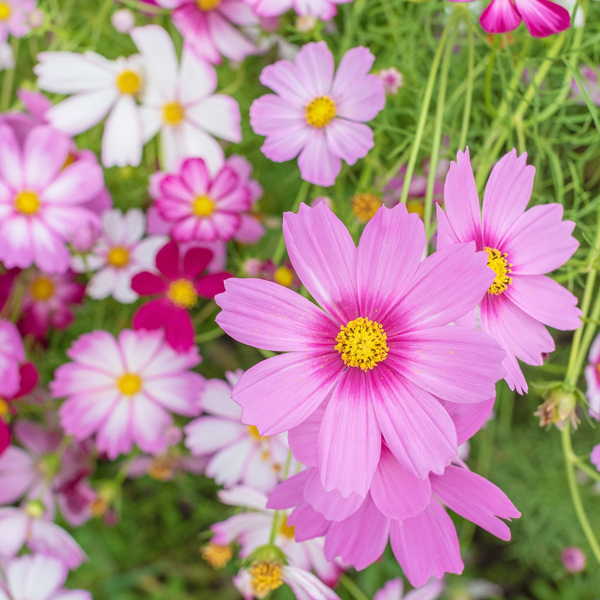 The Old Farmer's Almanac Cosmos Sensation Mix Seeds