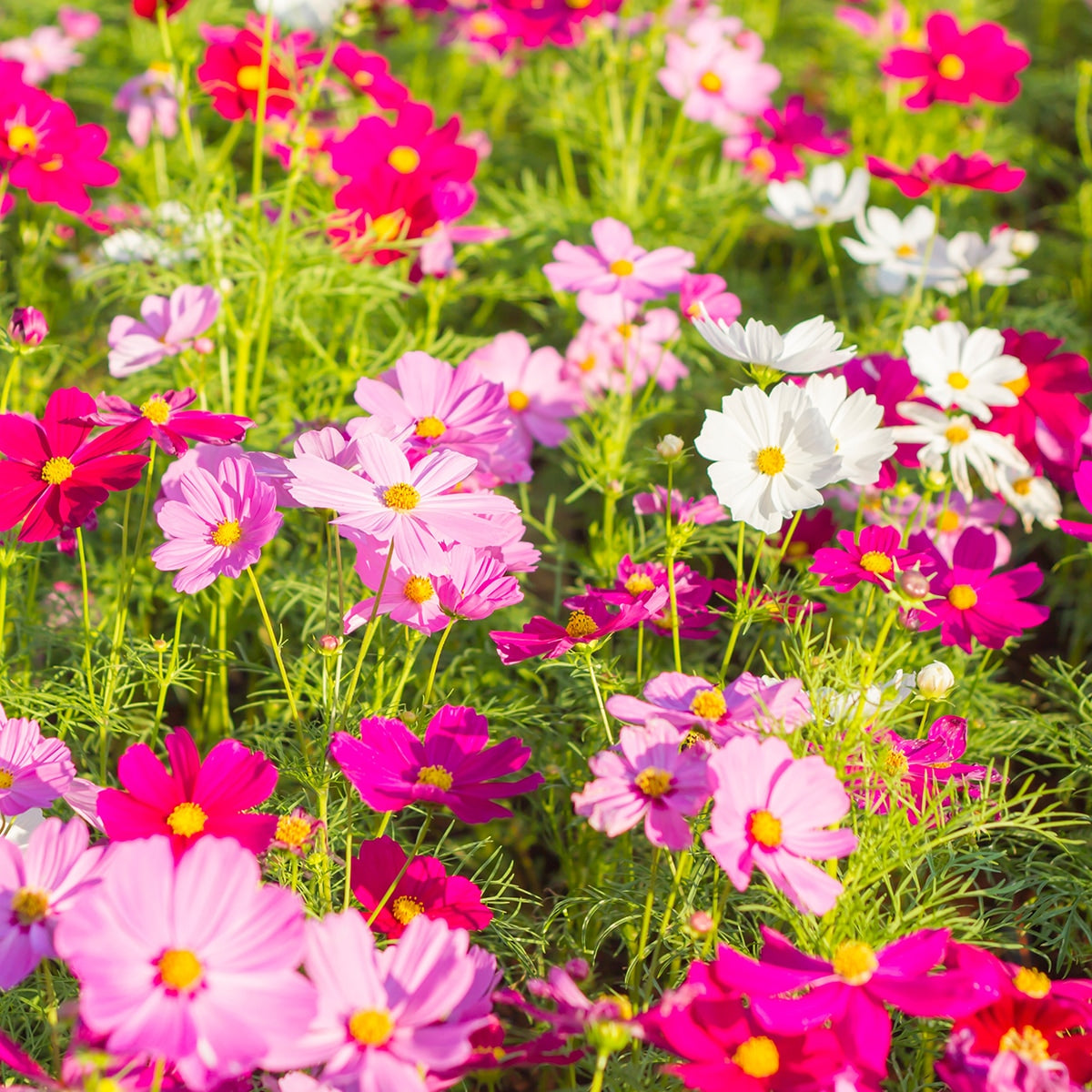 The Old Farmer's Almanac Cosmos Sensation Mix Seeds