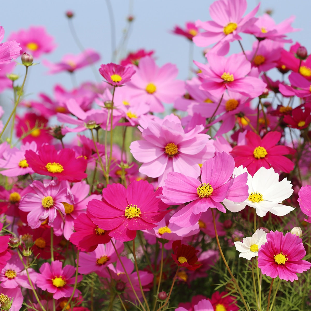 The Old Farmer's Almanac Cosmos Sensation Mix Seeds