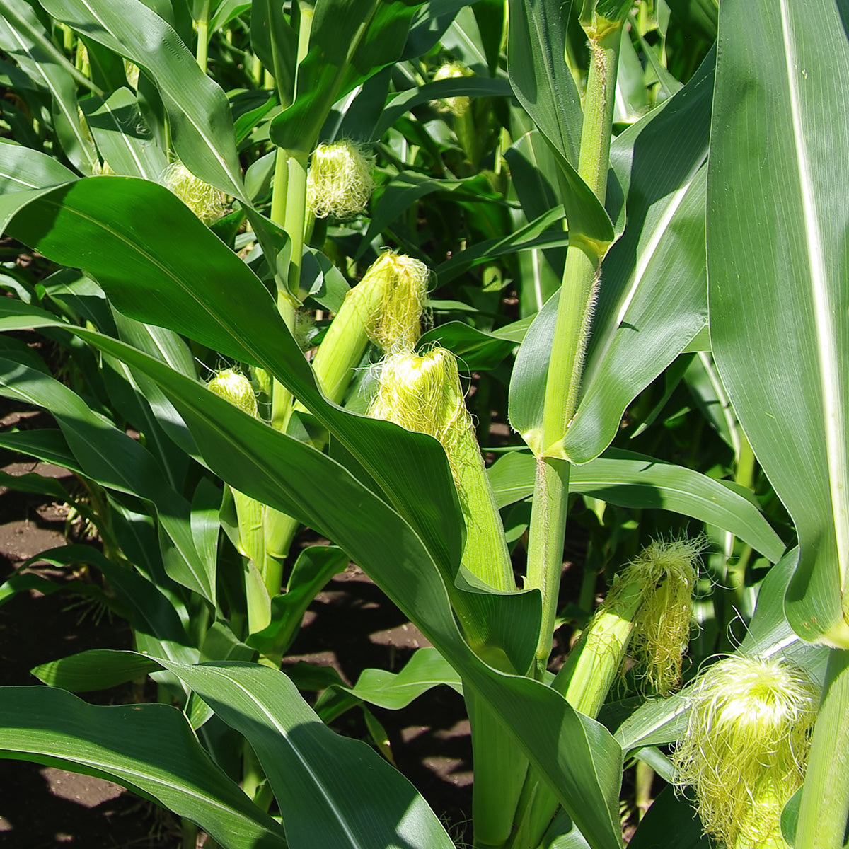 The Old Farmer's Almanac Heirloom Golden Bantam Sweet Corn Seeds