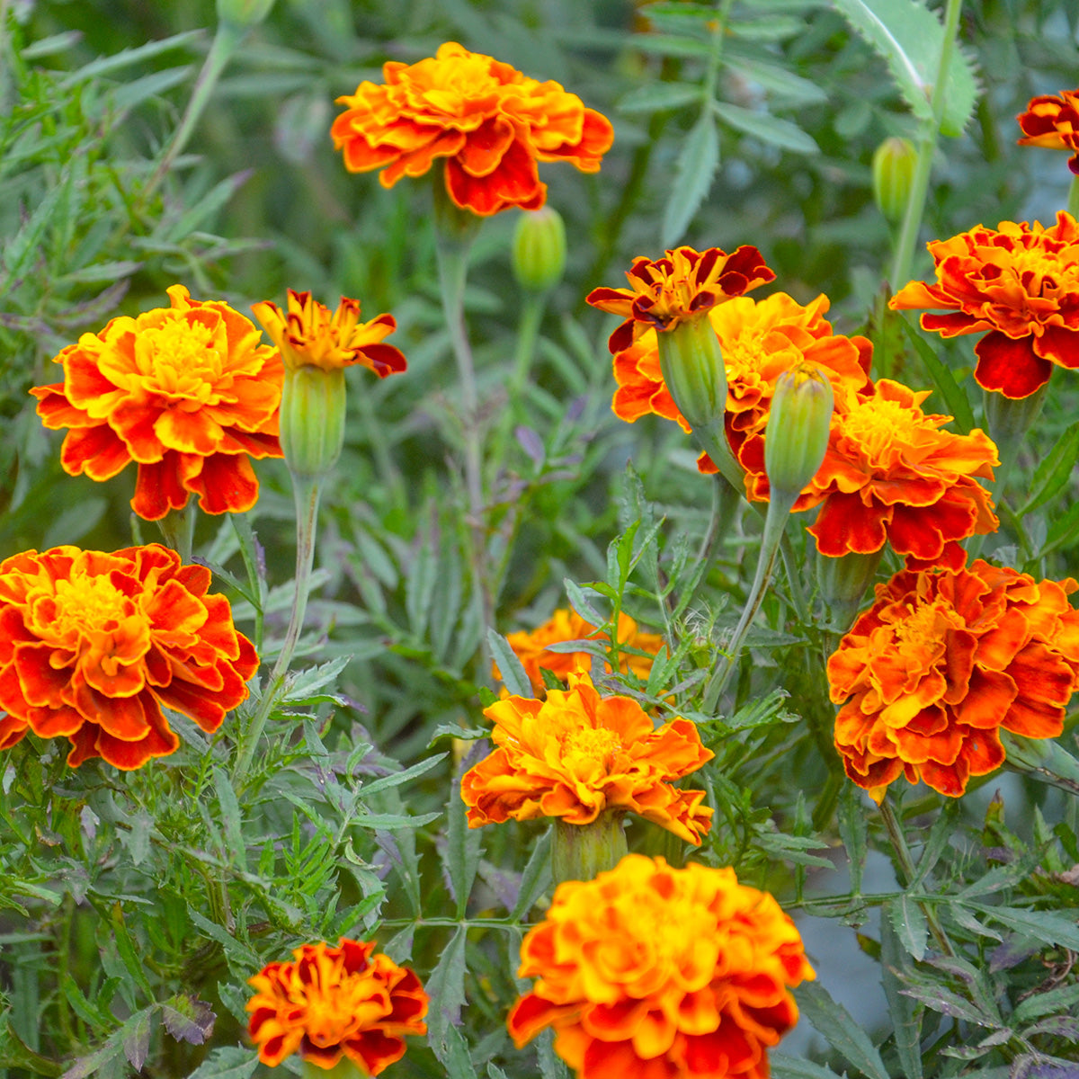 The Old Farmer's Almanac Petite Mixture Marigold Seeds
