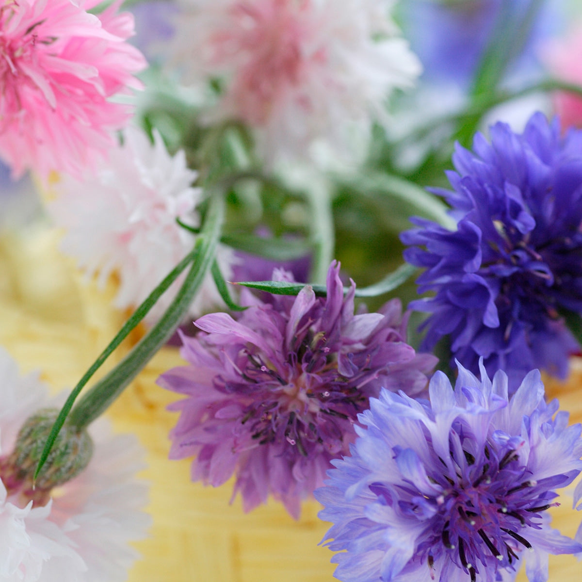 The Old Farmer's Almanac Bachelors Button Seeds