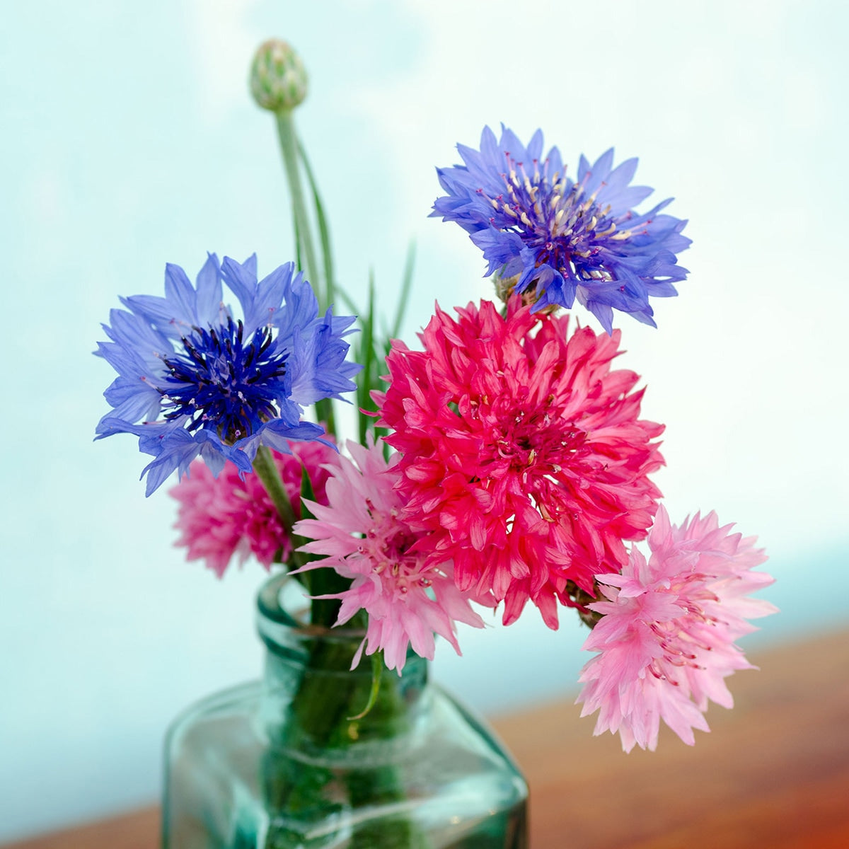 The Old Farmer's Almanac Bachelors Button Seeds