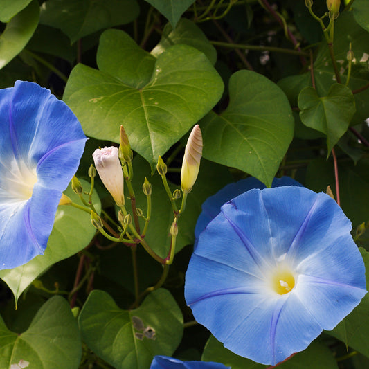 The Old Farmer's Almanac Heavenly Blue Morning Glory Seeds