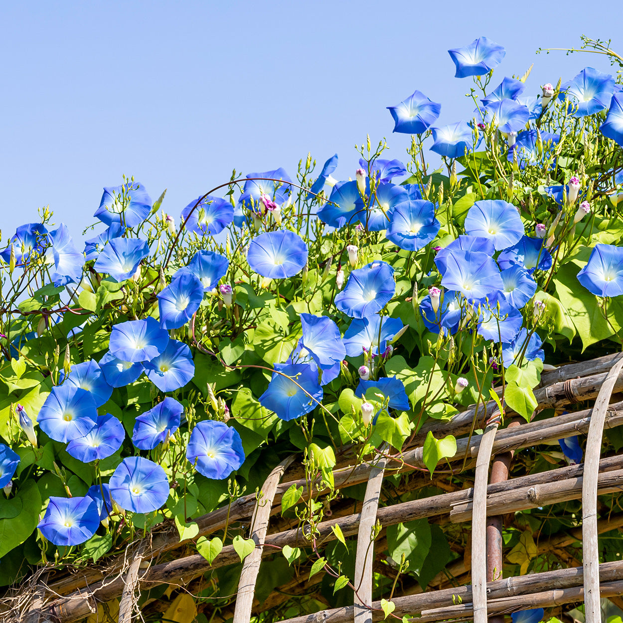 The Old Farmer's Almanac Heavenly Blue Morning Glory Seeds