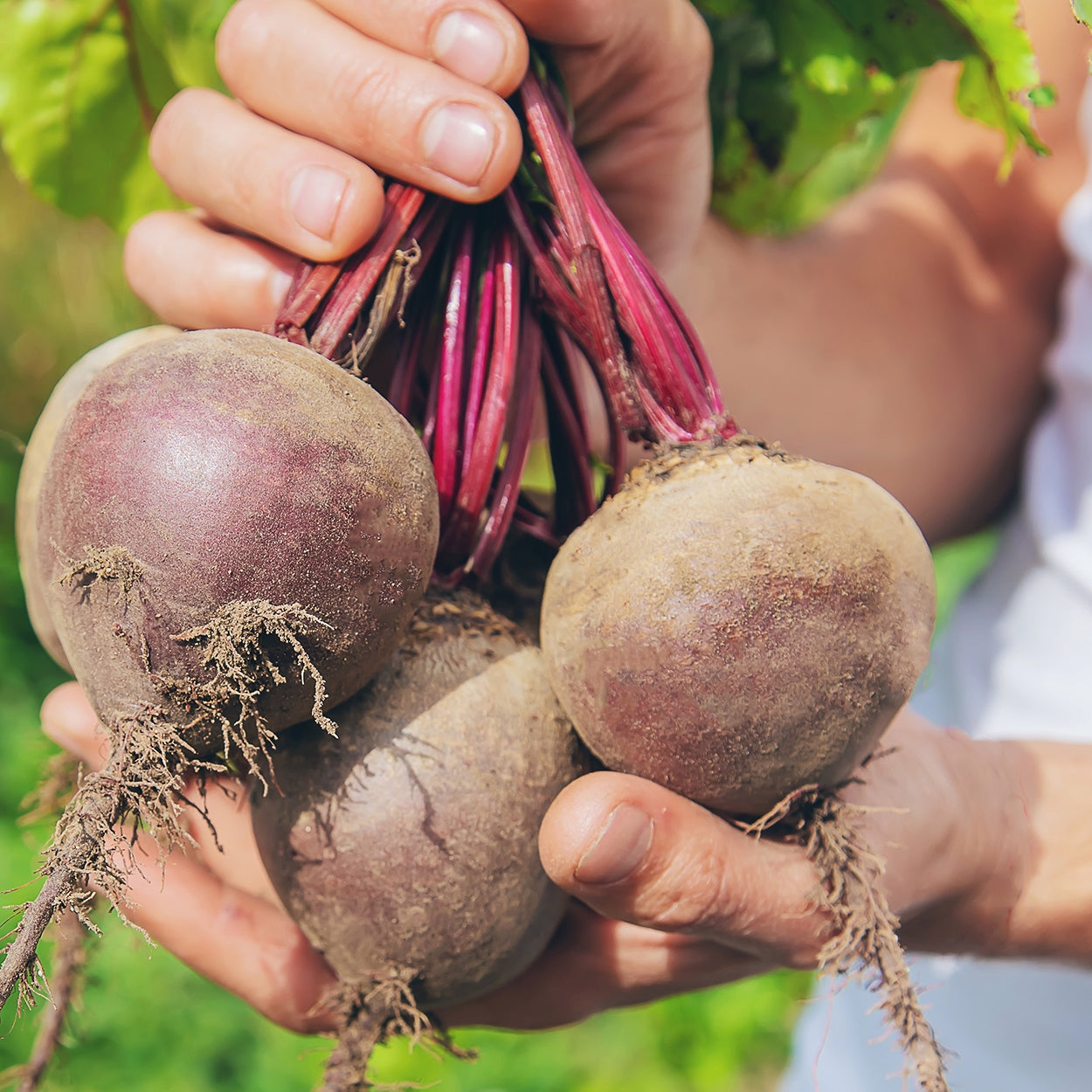 The Old Farmer's Almanac Heirloom Detroit Dark Red Beet Seeds