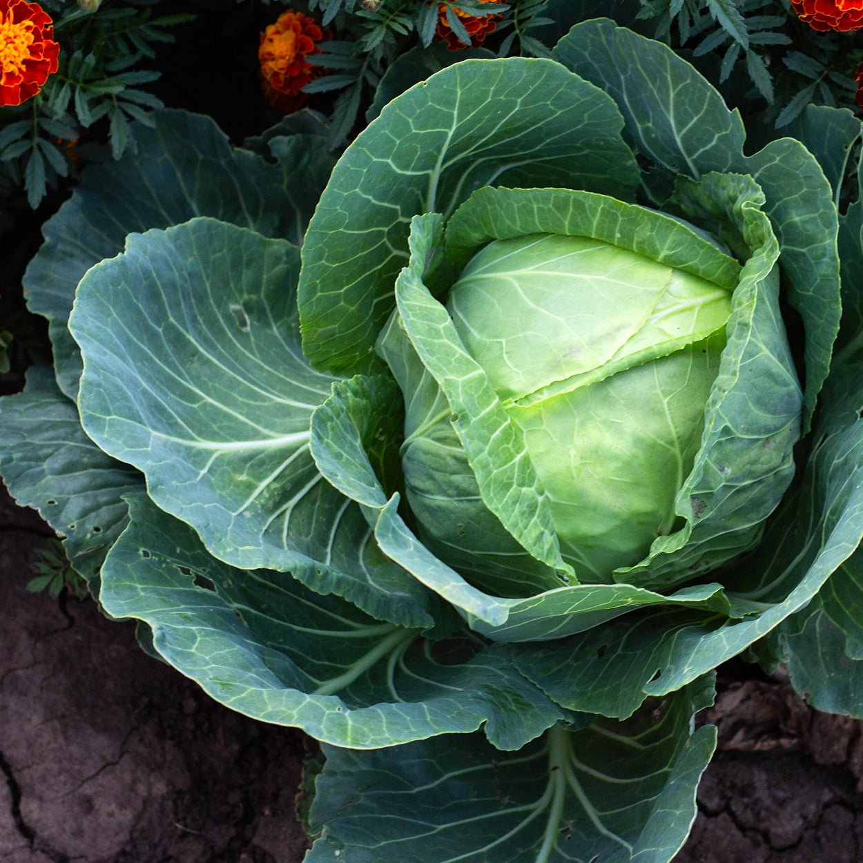 The Old Farmer's Almanac Heirloom Golden Acre Cabbage Seeds