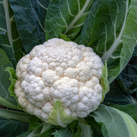 The Old Farmer's Almanac Heirloom Snowball Y (Improved) Cauliflower Seeds