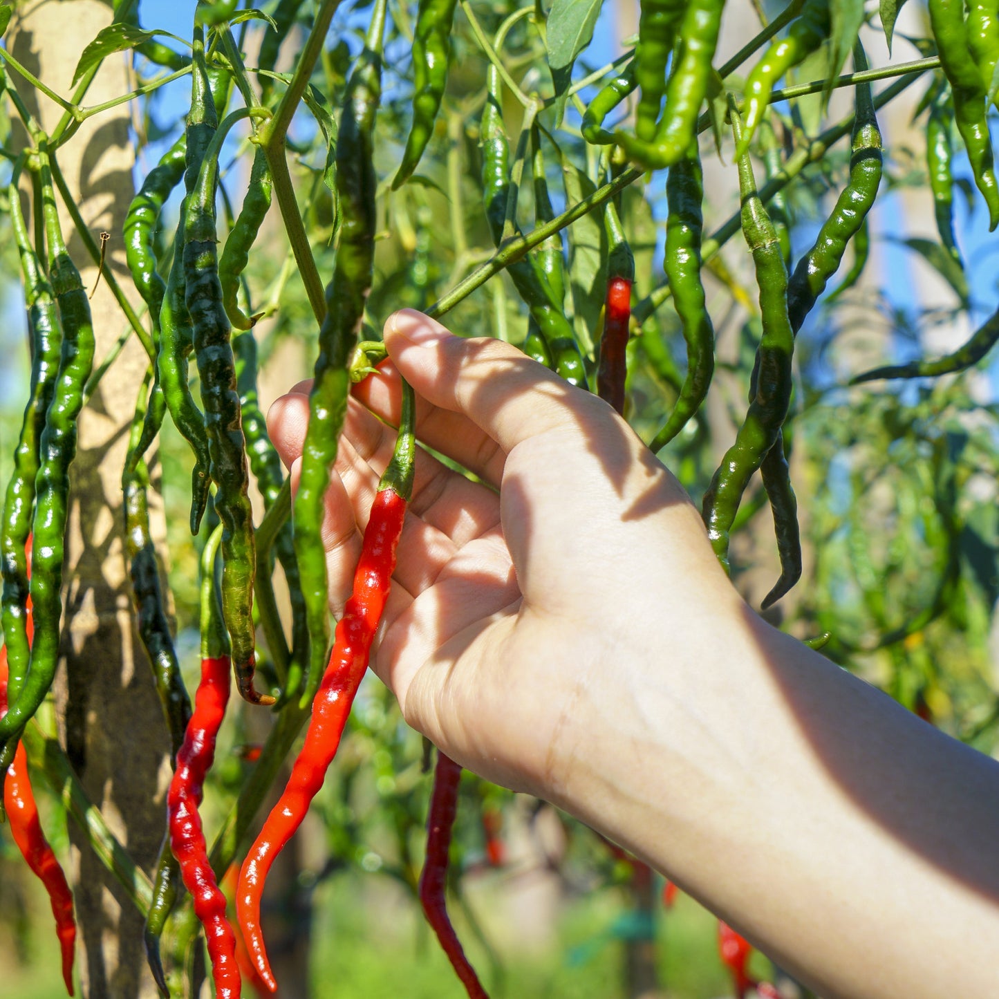 The Old Farmer's Almanac Heirloom Long Slim Cayenne Pepper Seeds - USDA Organic