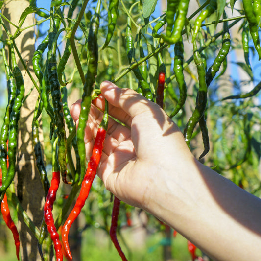 The Old Farmer's Almanac Heirloom Long Slim Cayenne Pepper Seeds - USDA Organic