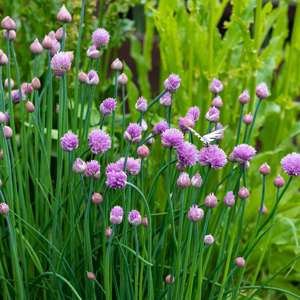 The Old Farmer's Almanac Heirloom Chive Seeds - USDA Organic